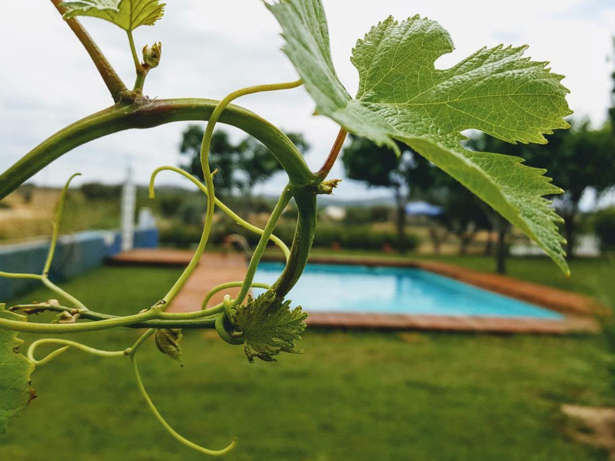 Monte das Aranhas Guesthouse Estremoz Eksteriør billede
